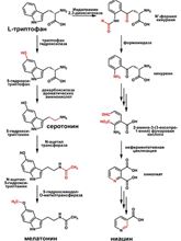 Регуляторы сна – гарантия полноценного отдыха после тренировок!