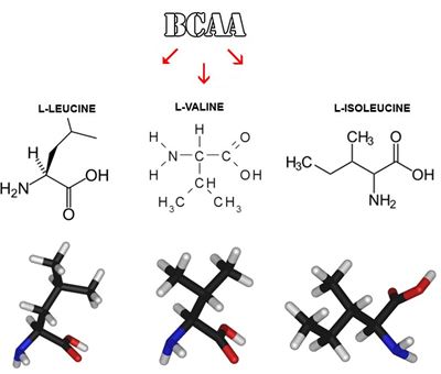 BCAA – формула заветного успеха